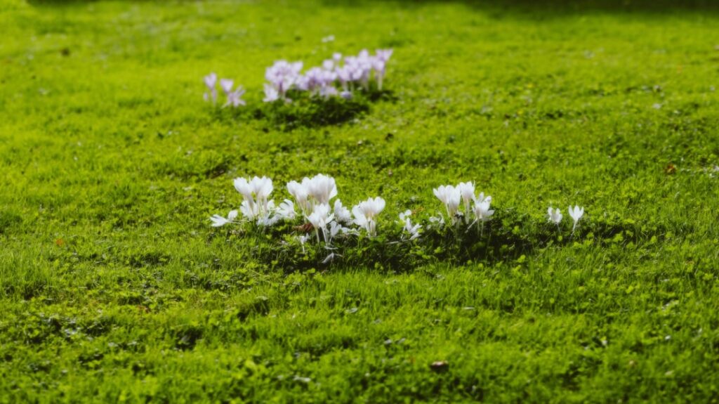 Photo Lush garden